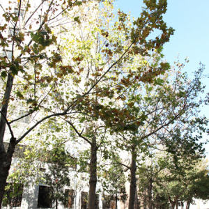 天津音乐学院北校区一角