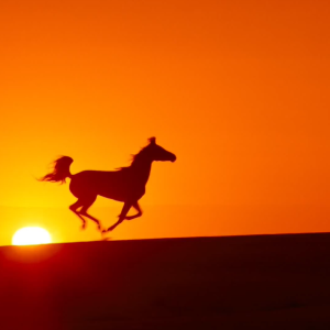 云合奏《赛马》，中国古筝网祝广大筝友新春大吉！