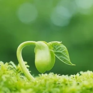 来自一棵<font style=