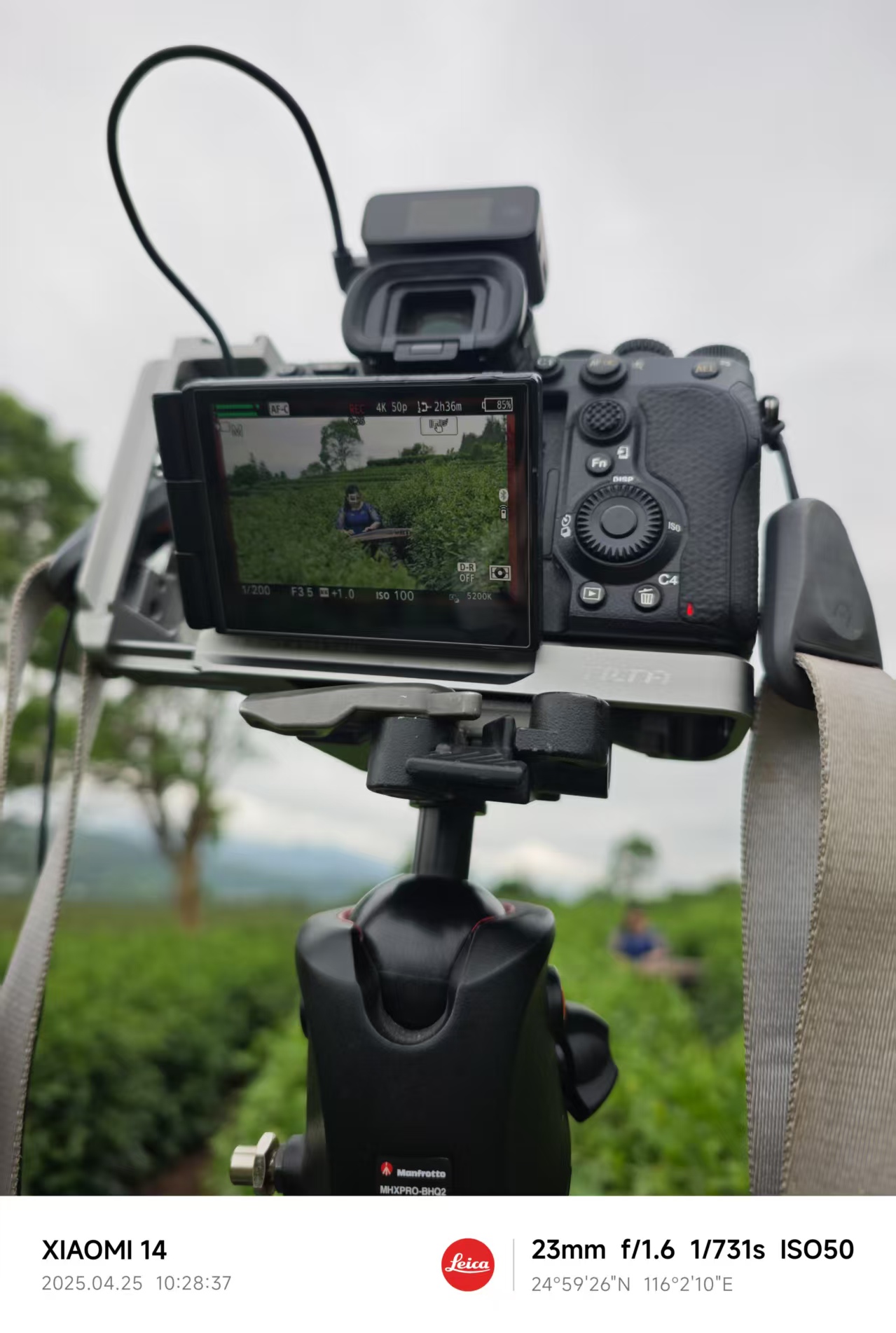 松花寨茶与筝