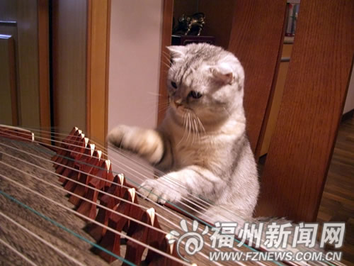 弹琴的喵