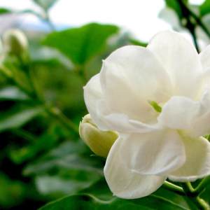 鲜花陪伴你（刘媛媛演唱歌曲）