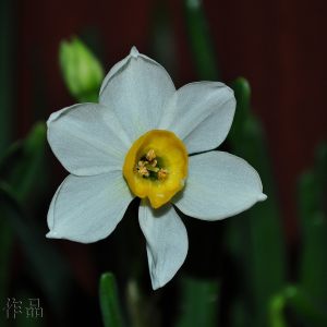 水仙情（林子祥演唱歌曲）