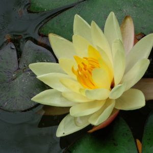 出水莲（客家筝曲）