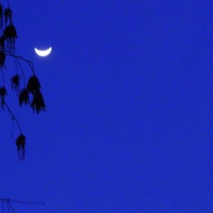 月儿高（浙江筝曲）