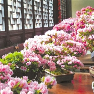 百花引（陕西筝曲）