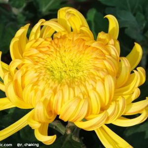 菊花香（网络歌手唐磊演唱歌曲）