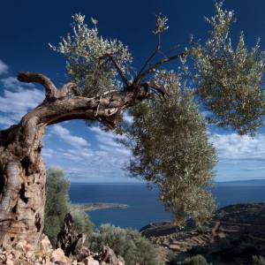 橄榄树（齐豫演唱歌曲）