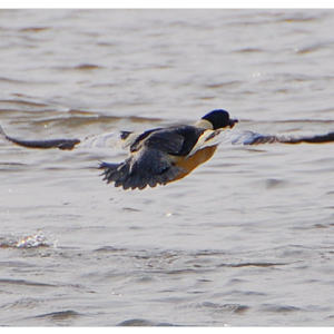 回忆（音乐剧《猫》主题音乐）