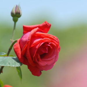 九百九十九朵玫瑰（台湾歌手邰正宵演唱歌曲）