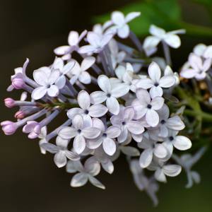 野花（田震演唱歌曲）