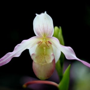 兰花花（陕北民歌）