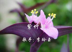 紫竹调
