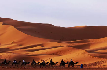 沙漠骆驼（抖音歌曲）