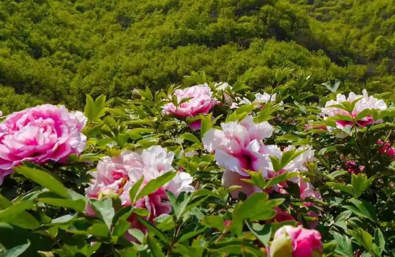 古箏曲