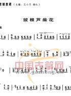 拔根芦柴花