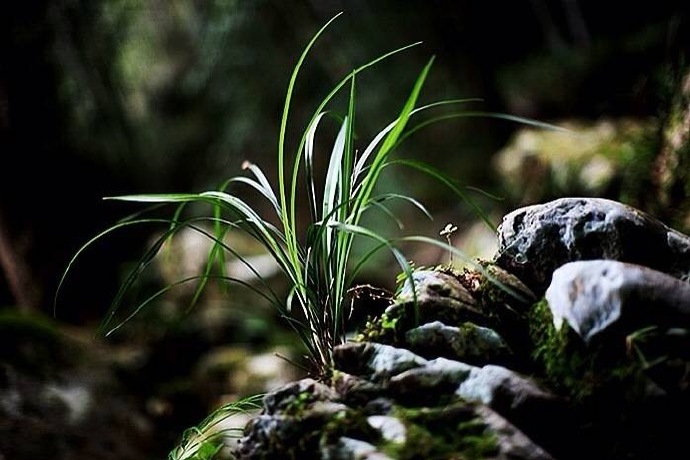 兰花本是山中草还向山中种此花