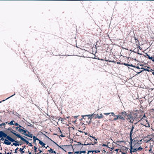 弦·谈第八十六期《葳蕤》