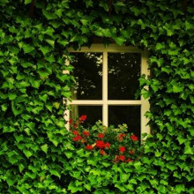 窗外（Beyond The Window）