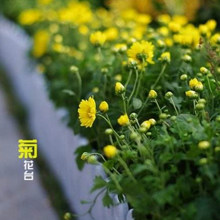 菊花台（周杰伦演唱歌曲）