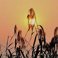 丝路·花语（古筝、中阮、打击乐、钢琴合奏）