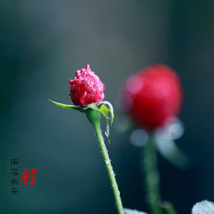 雨落长安
