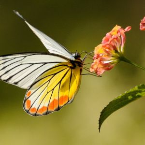 蝶恋花