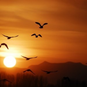 夕阳醉了（张学友演唱歌曲）
